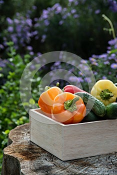 Wooden box with fresh vegetables tomato, cucumber, bell pepper in the garden, on the farm. Selective focus, Close up photo