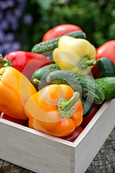 Wooden box with fresh vegetables tomato, cucumber, bell pepper in the garden, on the farm. Selective focus, Close up photo