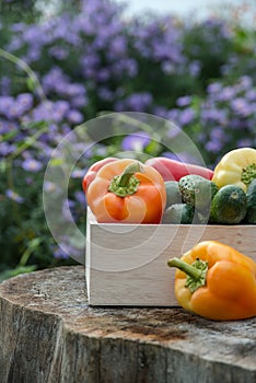Wooden box with fresh vegetables tomato, cucumber, bell pepper in the garden, on the farm. Selective focus, Close up photo