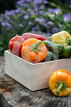 Wooden box with fresh vegetables tomato, cucumber, bell pepper in the garden, on the farm. Selective focus, Close up photo