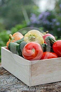 Wooden box with fresh vegetables (tomato, cucumber, bell pepper) in the garden, on the farm. Selective focus, Close up.