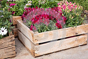 Wooden box full of beautiful Antirrhinum majus or Snapdragon flowers in red and pink colors outdoor of the greek garden