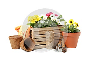 Wooden box, gardening tools and flowers isolated on background