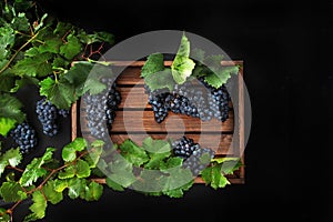 Wooden box with grapes. Fresh grape with leaves in a wooden box. Big clusters of ripe blue grapes in a wooden box. Flat