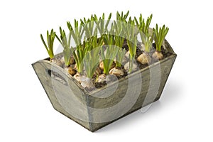 Wooden box with muscari bulbs