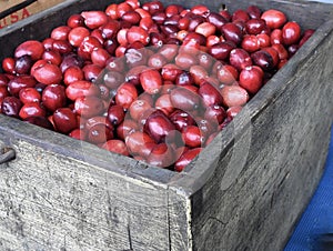 A Peck of Cranberries photo