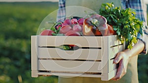 Wooden box with seasonal organic vegetables, the farmer holds in his hands
