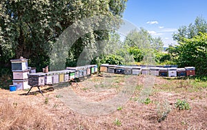 Wooden boxes for keeping bees