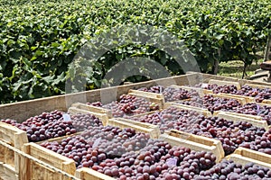 Wooden boxes with freshly harvested grapes in a vineyard