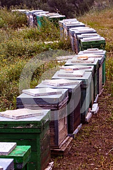 Wooden boxes to make honey