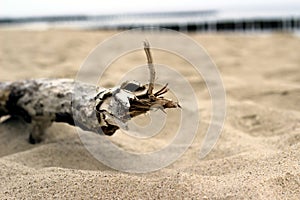 Wooden branch on sandy beach in Ustronie Morskie