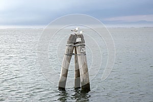 Wooden bricole in the sea on the way from Chioggia to Venice, two seagulls in nest, Italy photo