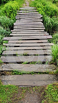Wooden Bridge Across Swamp