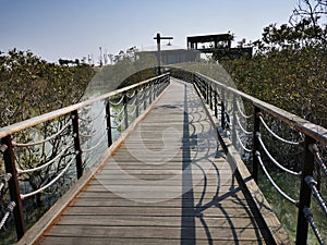 Wooden bridge in Al Jubail Mangrove Park In AbuDhabi,UAE.