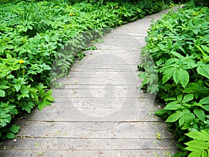 Wooden bridge along the way is filled with green grass. Beautiful nature.Nature trail walk way