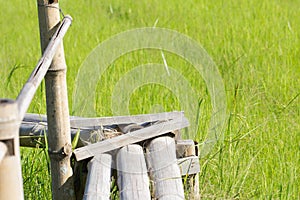 Wooden bridge amidst paddy fields