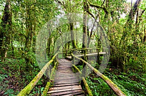 Wooden bridge at angka nature trail in doi inthanon national park