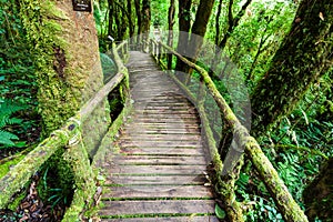 Wooden bridge at angka nature trail in doi inthanon national park