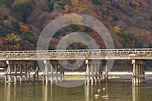 Wooden bridge with autumn multiple colours tree background