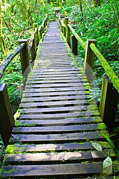 Wooden bridge covered with moss