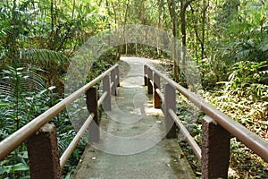 wooden bridge cross little canal in mangrove forest