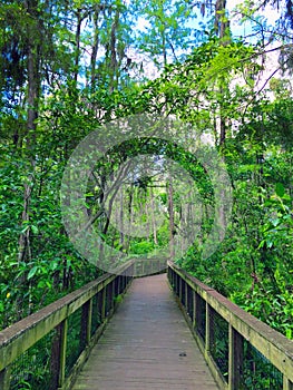 Wooden bridge through a cypress swamp in the everglades