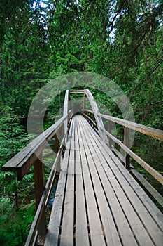 Wooden bridge in dense forest over Ahja river