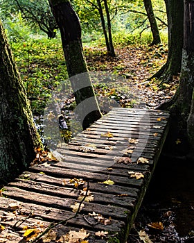 Wooden bridge with dry leaves during autumnal season. Celestial trail in the woods or ethereal path in a forest lit by sun rays