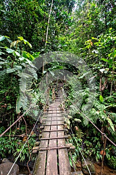 Wooden bridge in the Ecuadorian subtropics