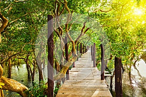 Wooden bridge in flooded rain forest jungle of