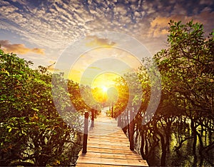 Wooden bridge in flooded rain forest jungle of mangrove trees