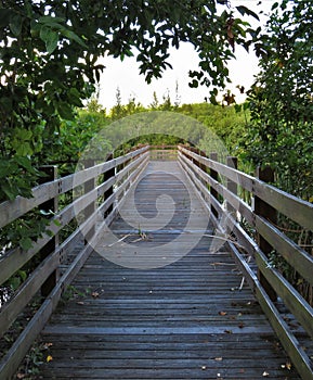 Wooden bridge in the forest