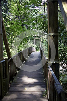 Wooden bridge in forest