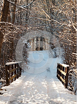 Wooden Bridge at Forest