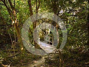 De madera puente a través de Bosque 