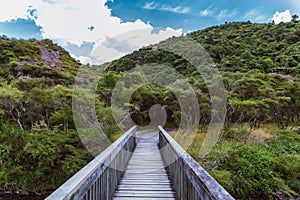 Wooden bridge in the forest of Waimangu Volcanic Valley in New Zealand