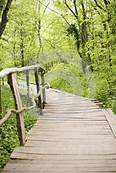Wooden bridge in a forest. Wooden walkway in green forest near the Ropotamo river, Bulgaria