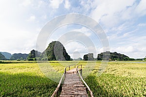 Wooden bridge going through rice field towards mountains of Tam Coc park in Ninh Binh, Vietnam