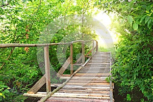 Wooden bridge in green foliage to sun