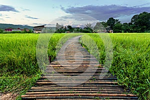 Wooden bridge beside green rice field