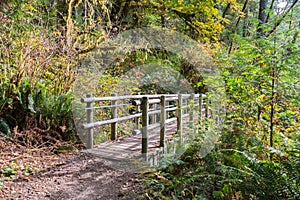 Wooden Bridge on Hiking Trail in Temperate Rain Forest in Early