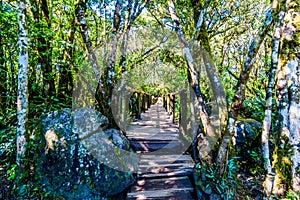 Wooden Bridge on the hiking trail to God`s Window near Graskop in the province of Mpumalanga