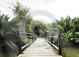 Wooden bridge and jungle or park in Bankok, Thailand.