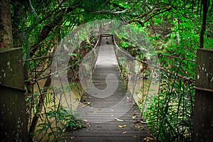 Wooden bridge in jungle