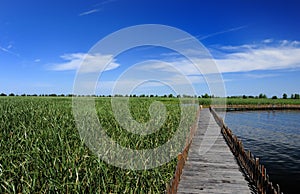 Wooden bridge in the lake