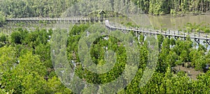 Wooden bridge in mangrove forest