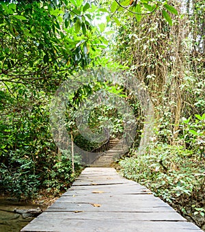 A wooden bridge in the mangrove forest