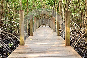 Wooden bridge in mangrove forest, Chanthaburi, Thailand