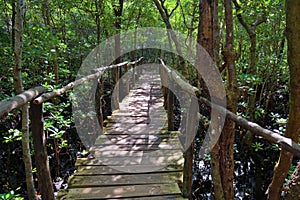 Wooden bridge in mangrove Jozani forest, Zanzibar, Tanzania, Africa