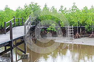 Wooden bridge in mangrove trees